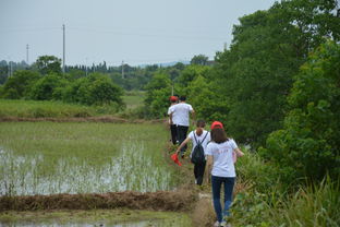 农村买房梦碎？真相曝光，这些红线你必须知道！