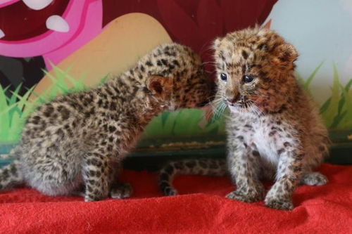 那只逃走的豹子，4年后终于有了最新消息！