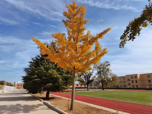 耶鲁大学秋季校园
