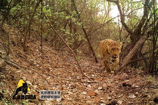 华北豹在山林中行走的图片