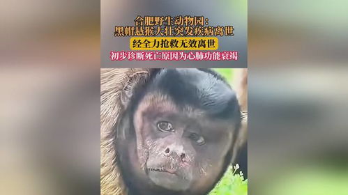 合肥动物园黑帽悬猴大壮照片