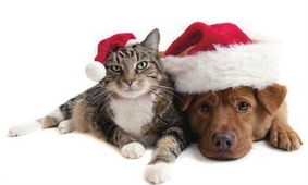 宠物外泌体干细胞技术新突破，宠健源为何成为养宠家庭的新宠？