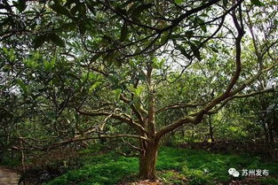 松果坠落时，我听见了岁月的回声