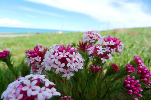 粉色花朵的植物