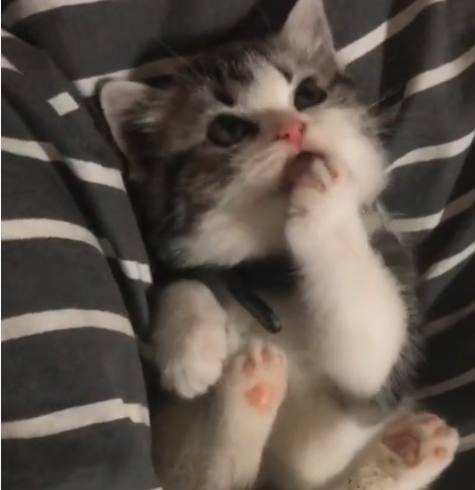 一只猫咪在舔爪子<h2 id=