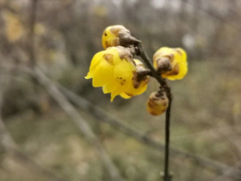 冬季窗台上的蜡梅花枝