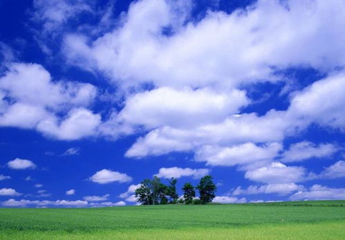 整齐排列的大型收割机等待作业