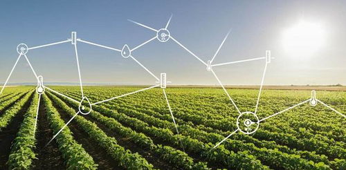 三夏AI智能体上线，科技助农解锁丰收新密码！