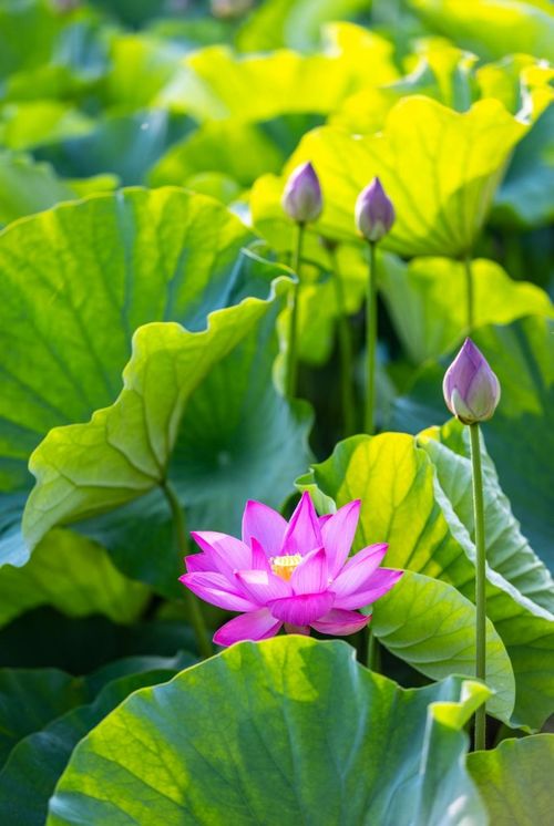 我与李渔谈植物：那一朵莲花的风韵