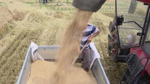 “三夏”麦收季全面开启，智能农机成田间主角