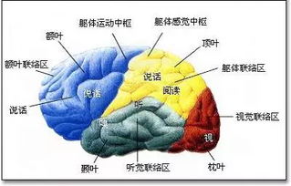 大脑神经递质变化示意图