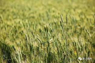金黄的小麦田一望无际，丰收在望