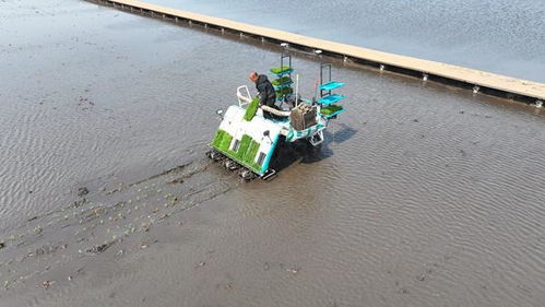 无人驾驶插秧机正在田间高效作业