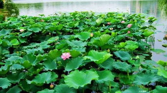 清晨露珠点缀下的荷花