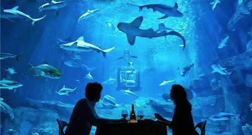 水族馆内鲨鱼与游客互动场景