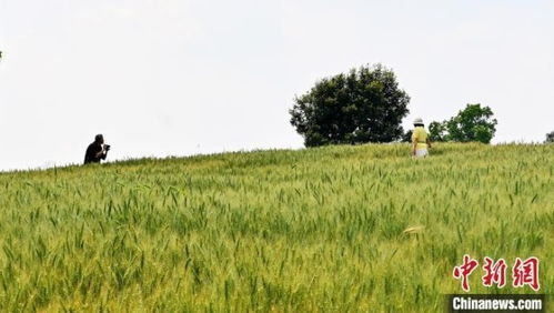 游客在麦田旁拍照打卡，但很少有人真正参与体验