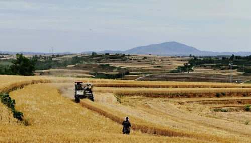 麦田里金黄一片，等待收割