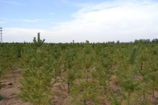 一棵正在成长的小树