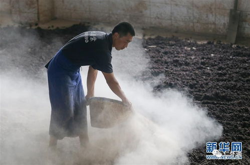 酒厂内忙碌的踩酒曲女工