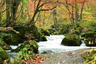 山间溪流与绿色植被交相辉映