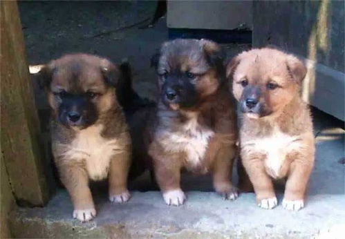 一群人与土狗互动