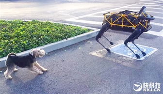九江街头的巡逻机器狗正在工作