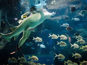 北海之行｜与美人鱼共舞，探秘海底童话世界