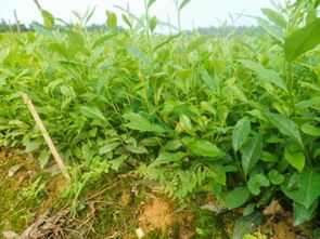 从一棵小树苗到参天大树，我见证的成长之路