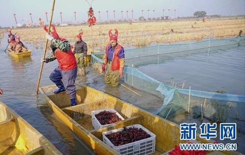 潜江龙虾冬捕现场