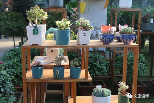 家中摆放的十二月花之一