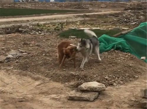 土犬在山林间奔跑