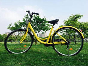 男子共享单车坐垫藏情趣用品被抓，网友：太离谱了！