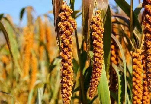 常吃4种食物更容易患糖尿病？专家揭秘，这些你可能天天在吃！