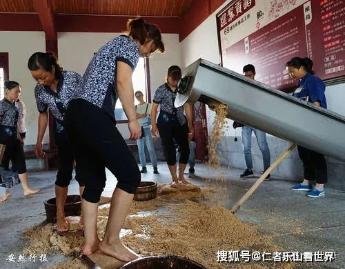 女工赤脚踩酒曲过程特写