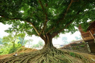 榕树下的神秘泉水
