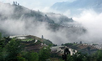 龙脊梯田晨雾缭绕