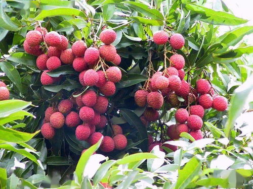 90后小伙豪掷139万拍下600年荔枝树采摘权，背后故事令人惊叹！