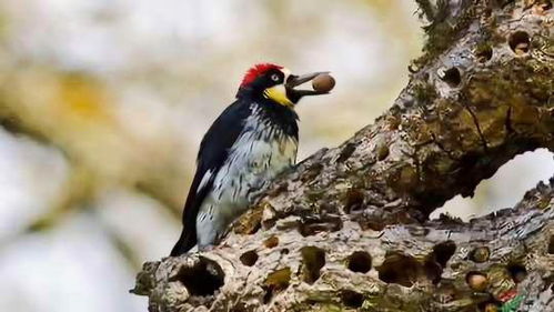 橡树啄木鸟在阳光下飞翔