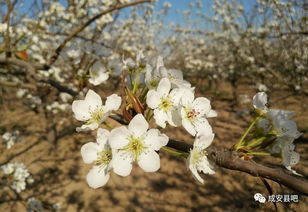 梨花树下，那年春天我遇见了她