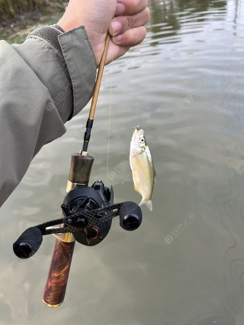 疯狂垂钓背后：生态保护与利益的拉锯战