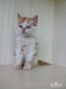 从话剧演员到猫砂大亨，他靠‘喵星人’一年狂赚7个亿！