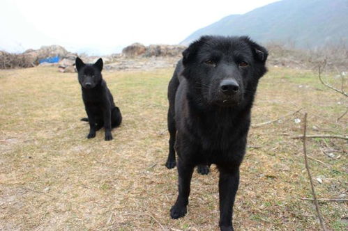 大黑狗在长毛面前低头