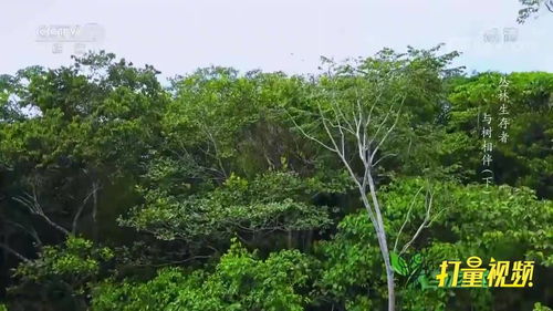 橡树啄木鸟在树上凿洞