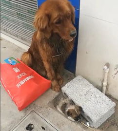 金毛狗神情严肃站在路边