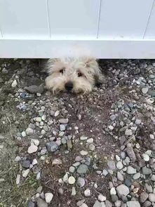 院子里一群狗围坐在一起