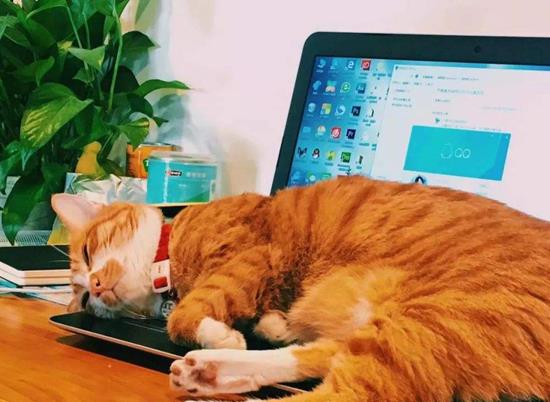 养猫家庭的除螨指南：不用恐慌，这样做就够了