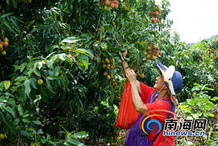 游客采摘荔枝