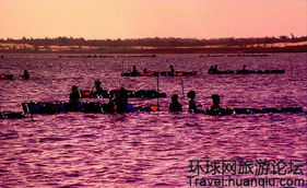 夕阳下的玫瑰花束