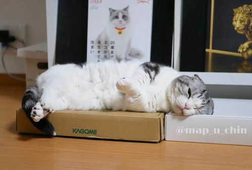 猫咪在沙发上休息