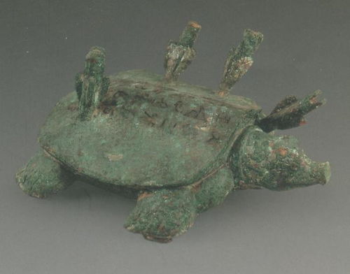 乌龟断气被误判 女子将其埋入盆栽引发热议